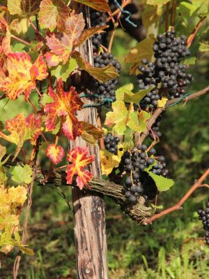 Gesamterneuerungswahlen für die Amtsdauer 2025-2028