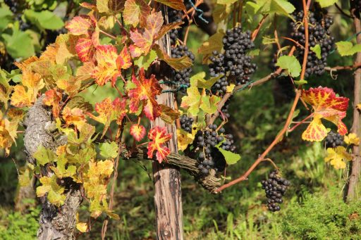 Gesamterneuerungswahlen für die Amtsdauer 2025-2028