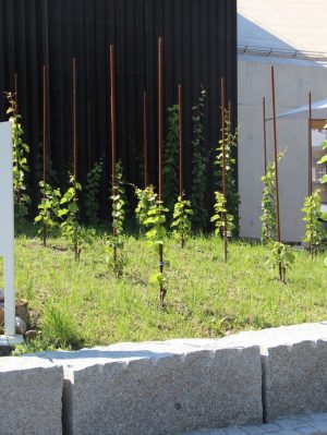 Der neue Weinberg der Ortsgemeinde