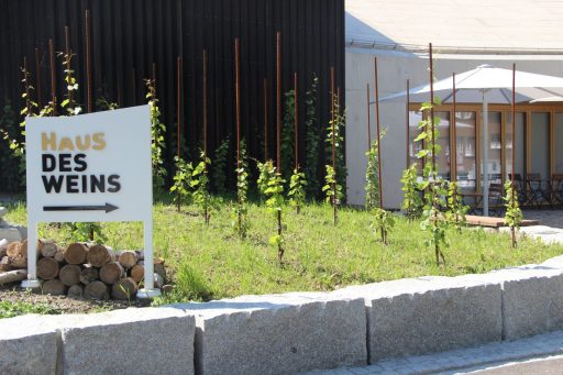 Der neue Weinberg der Ortsgemeinde